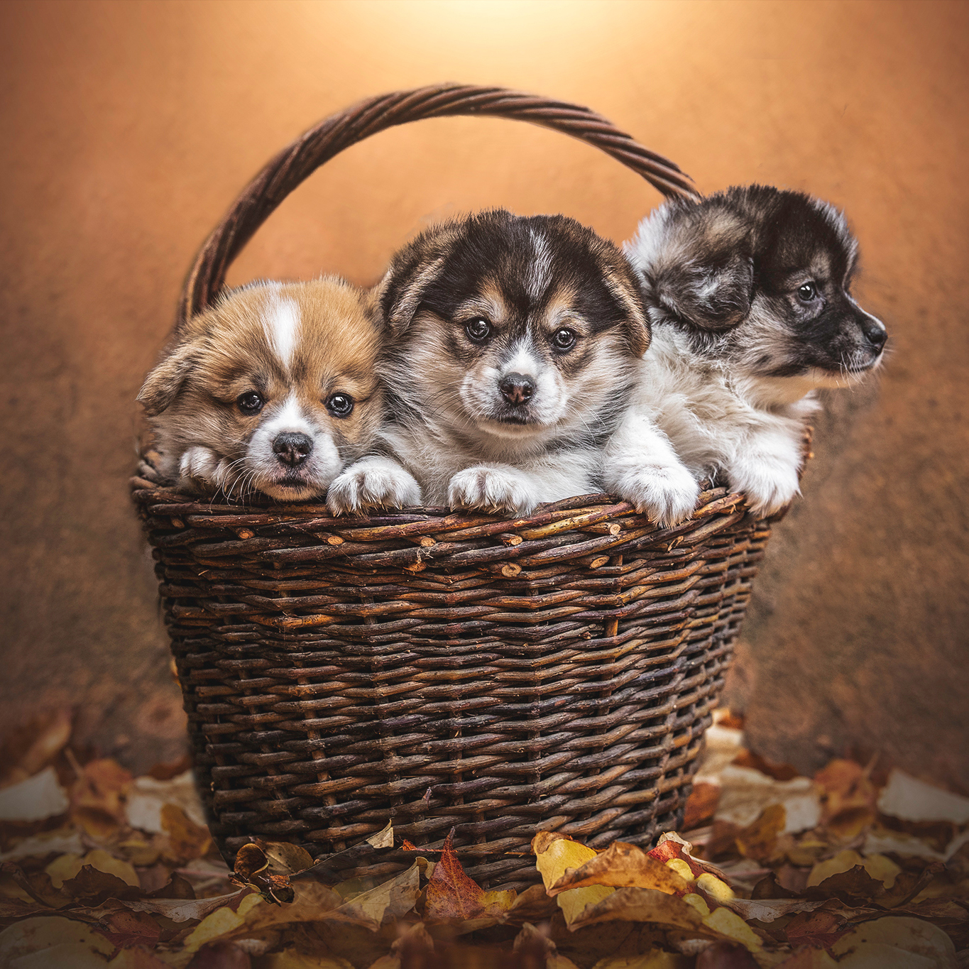 ::Découvrez les portées disponibles