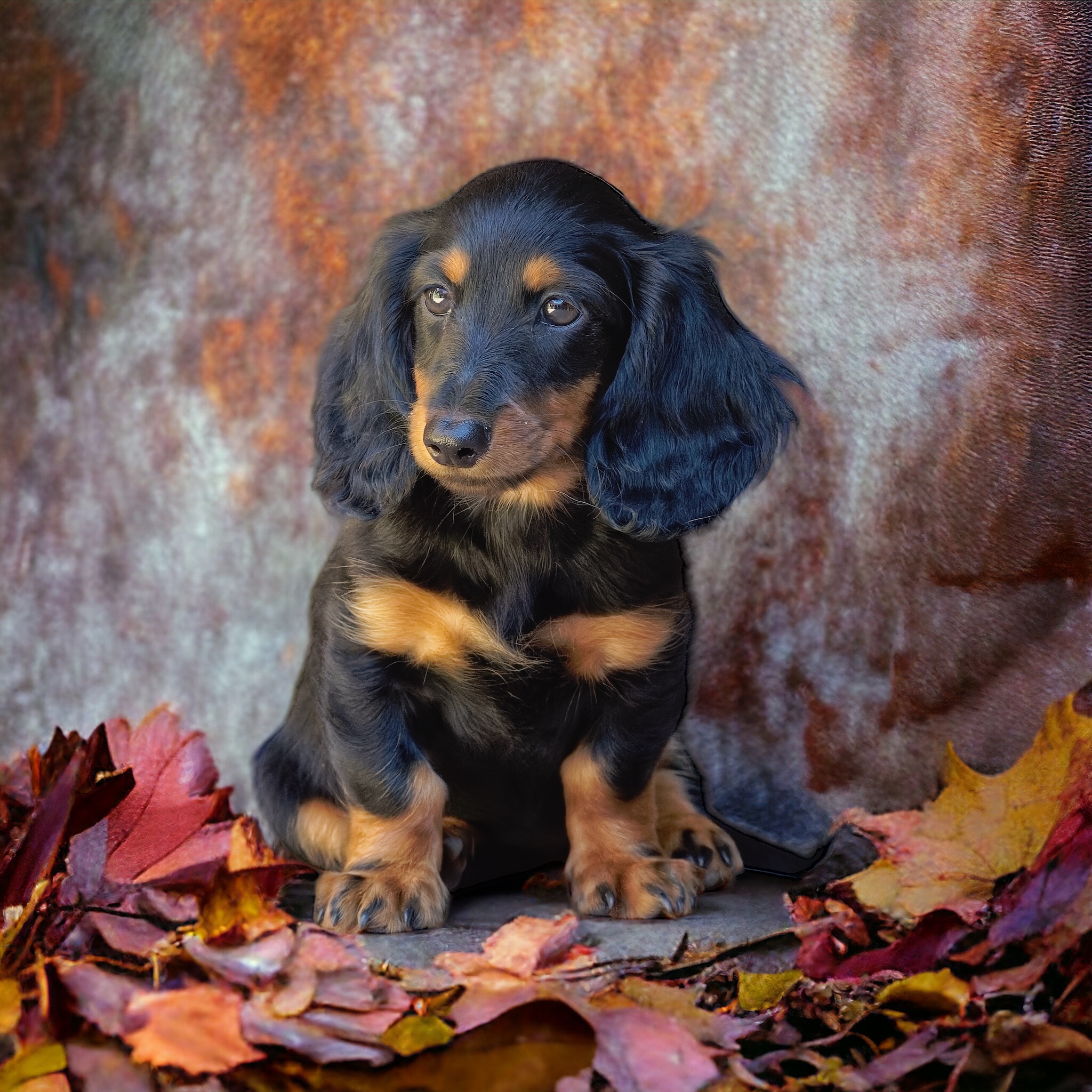 ::Contactez l'élevage de Majestade