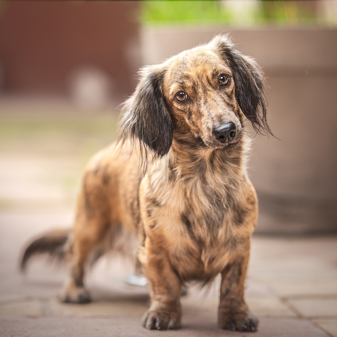 ::Découvrez les chiens de l'élevage